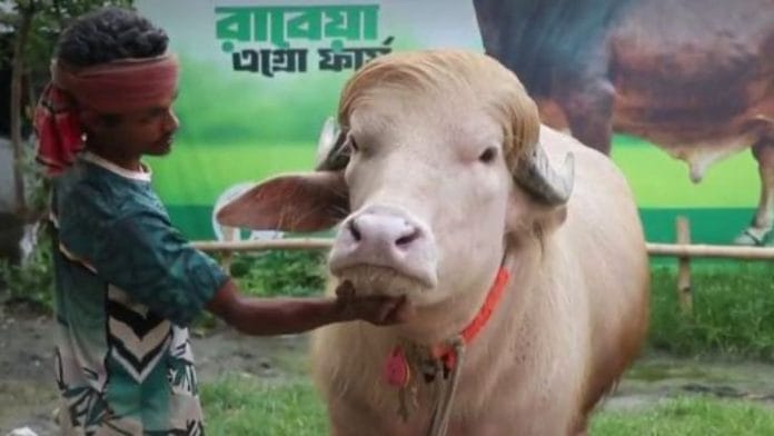 Albino buffaloes are exceptionally rare | Photo: Screengrab/X
