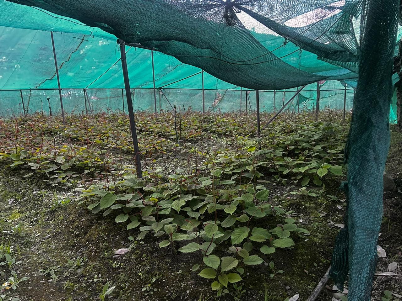 Young kiwi saplings under shade nets in a Himachal Pradesh farm