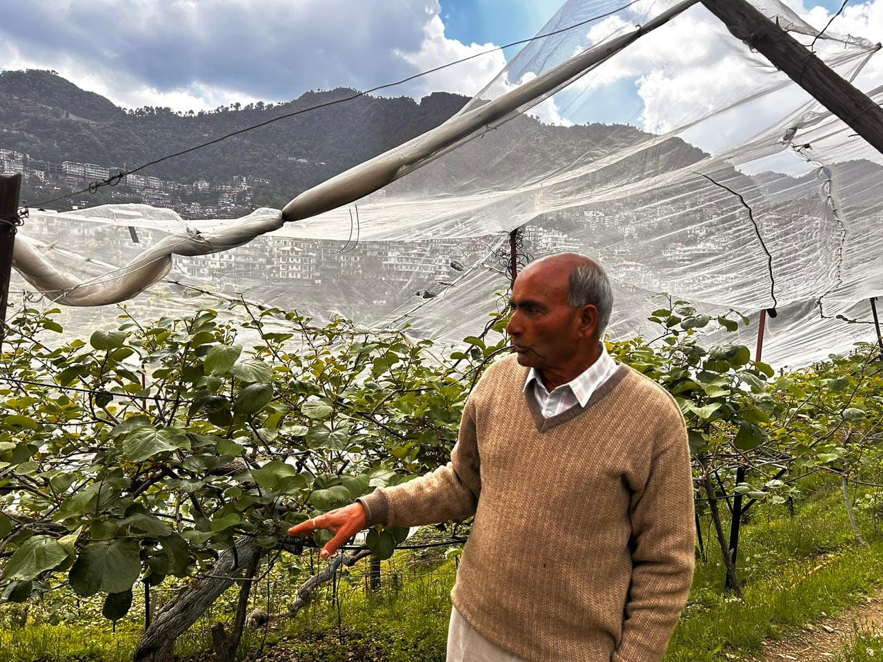 Kiwi farmer inspecting vines in his orchard in Solan Himachal Pradesh