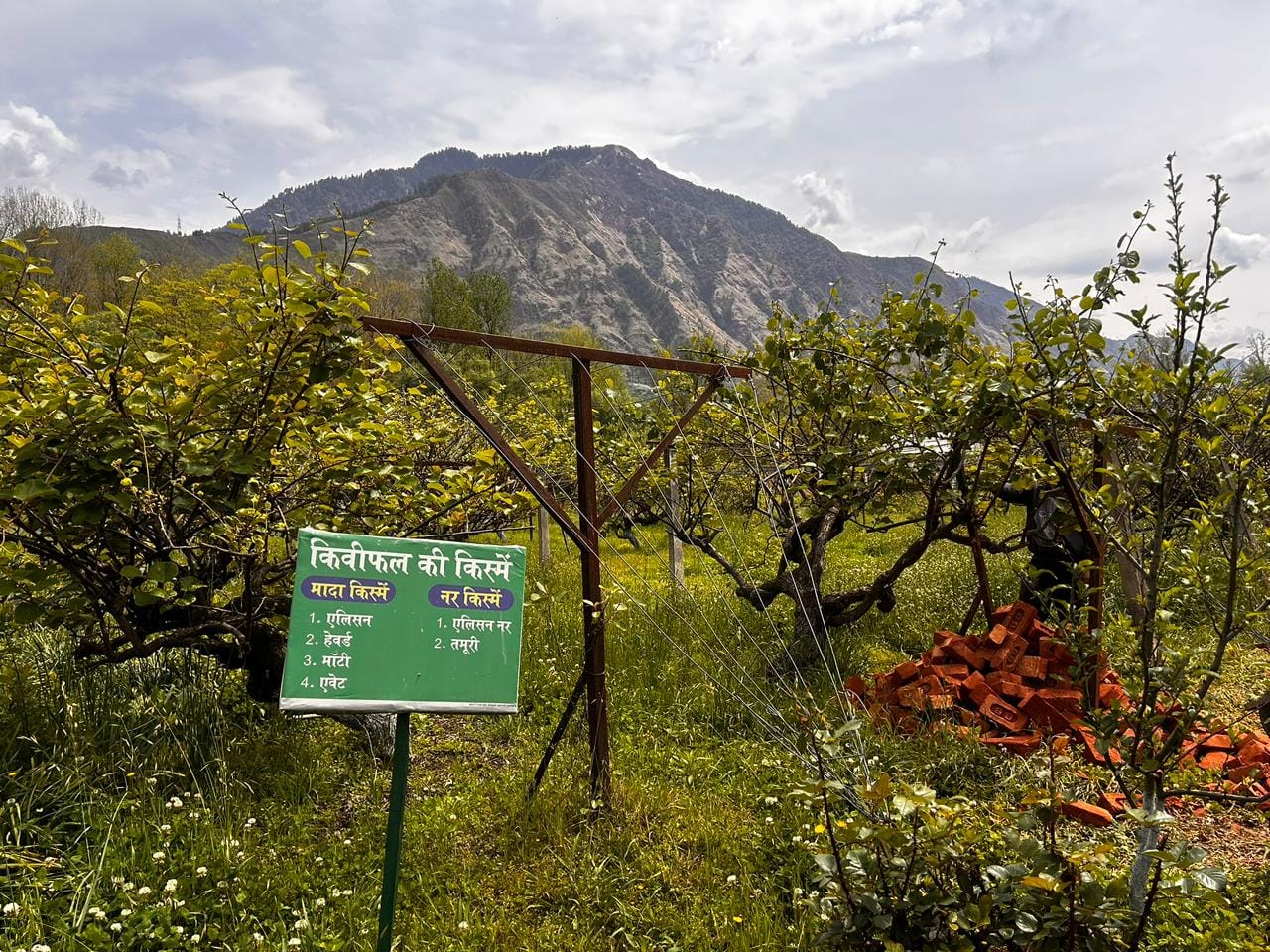Signboard displaying kiwi varieties in a Himachal orchard