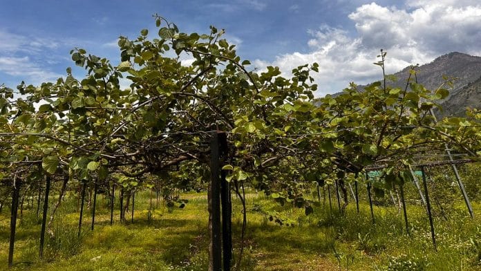 Kiwi vines grown on trellis systems in a Solan orchard in Himachal Pradesh