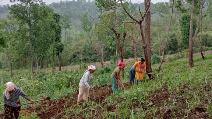 In Umpanai, women have always been central to farming. They sow, harvest, carry produce, clear fields and manage domestic work simultaneously | Stela Dey, ThePrint