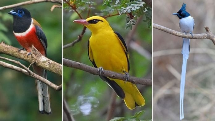 (L-R) The Malabar Trogon, Indian Golden Oriole and Asian Paradise Flycatcher | Wikimedia Commons