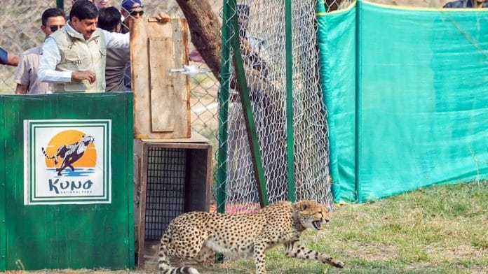 Madhya Pradesh Chief Minister Mohan Yadav released the two female cheetah in Kuno National Park Monday | ANI