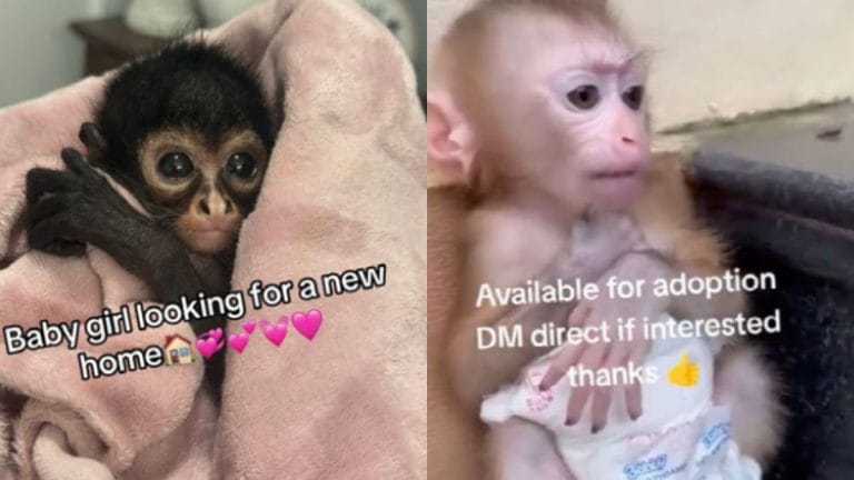 Primate black market is booming in the US. All you need is a phone and social media