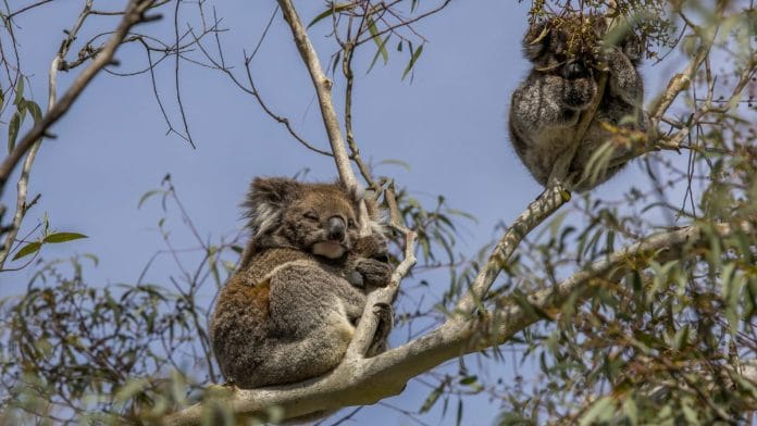 File photo of Koalas. | Commons
