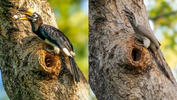 Both the Grey Hornbill male and the Pied Hornbill female are taking feeding the Grey Hornbilll female. | Pictures by Nikhil Devasar