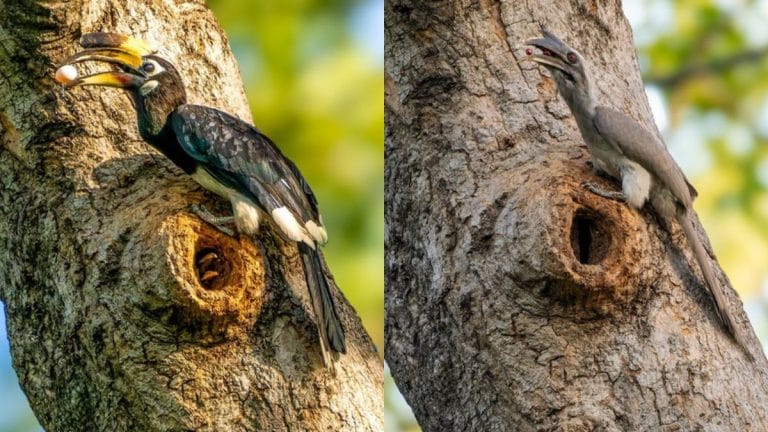 There’s a mystery unfolding in Delhi’s Lodhi Garden—Grey and pied hornbills are co-parenting
