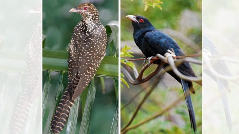 The Asian Koel makes other birds raise its young—it lays eggs in their nests