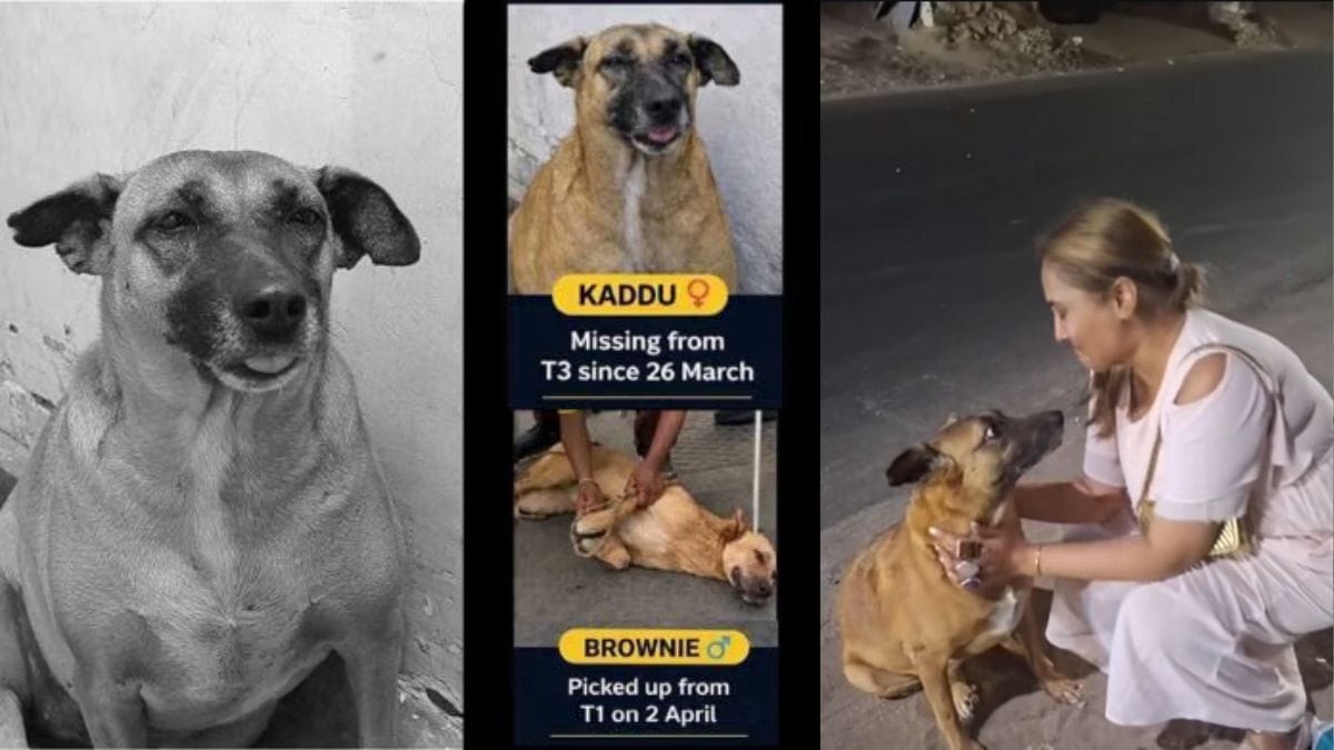 The stray who came home: how a city found Kaddu