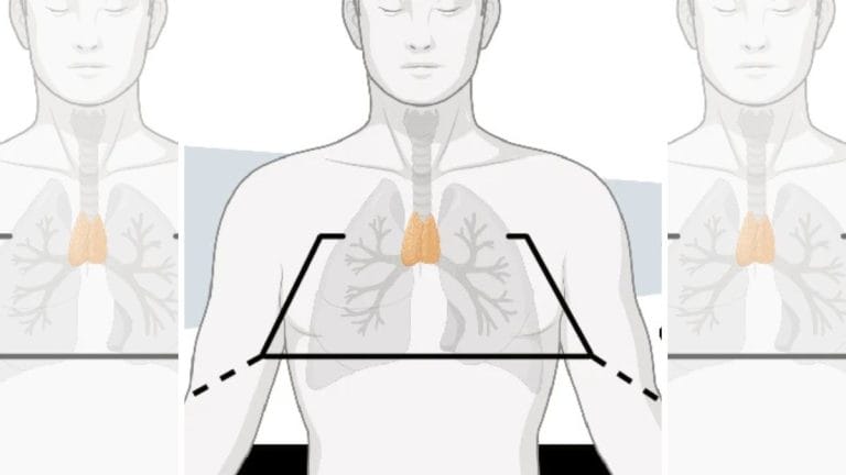 This tiny ‘mysterious organ’ is no useless lump. 2 global studies link it to longevity & cancer