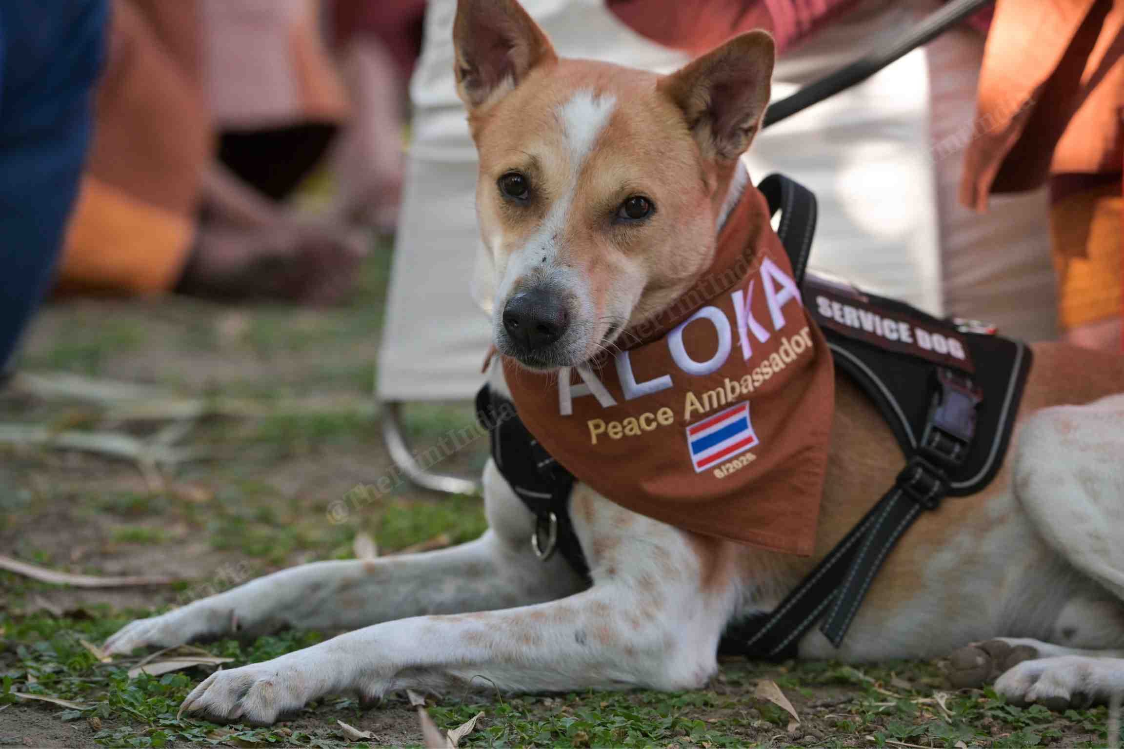 Aloka, the Peace Dog, along with a delegation of monks and animal rights activist Maneka Gandhi, addresses the media in New Delhi on 8 June. | Photo: Suraj Singh Bisht, ThePrint