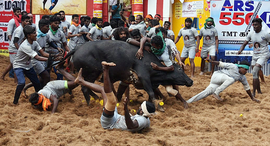 In the 2023 Jallikattu review, Supreme Court cautioned that it was not within its powers to extend Article 21 to animals as direct bearers of fundamental rights, while continuing to recognise the legal importance of minimising pain and suffering | ANI file photo