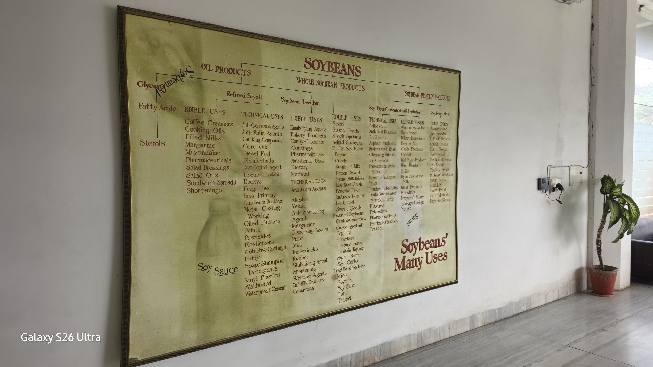Despite initial push, the production of soybean in India has been low | Soumya Pillai, ThePrint