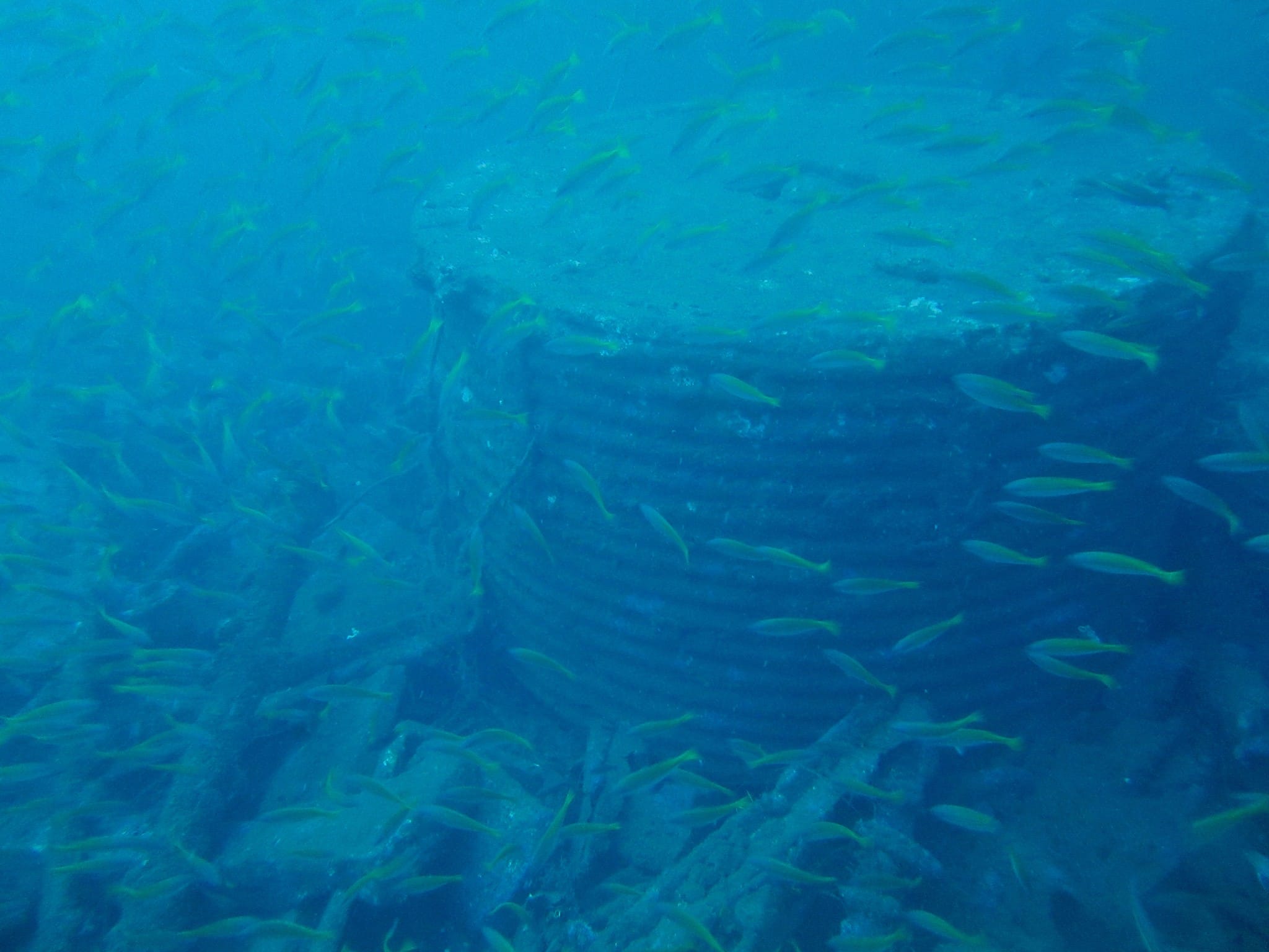 Underwater documentation by Friends of Marine Life and Scuba Cochin | Courtesy: FML