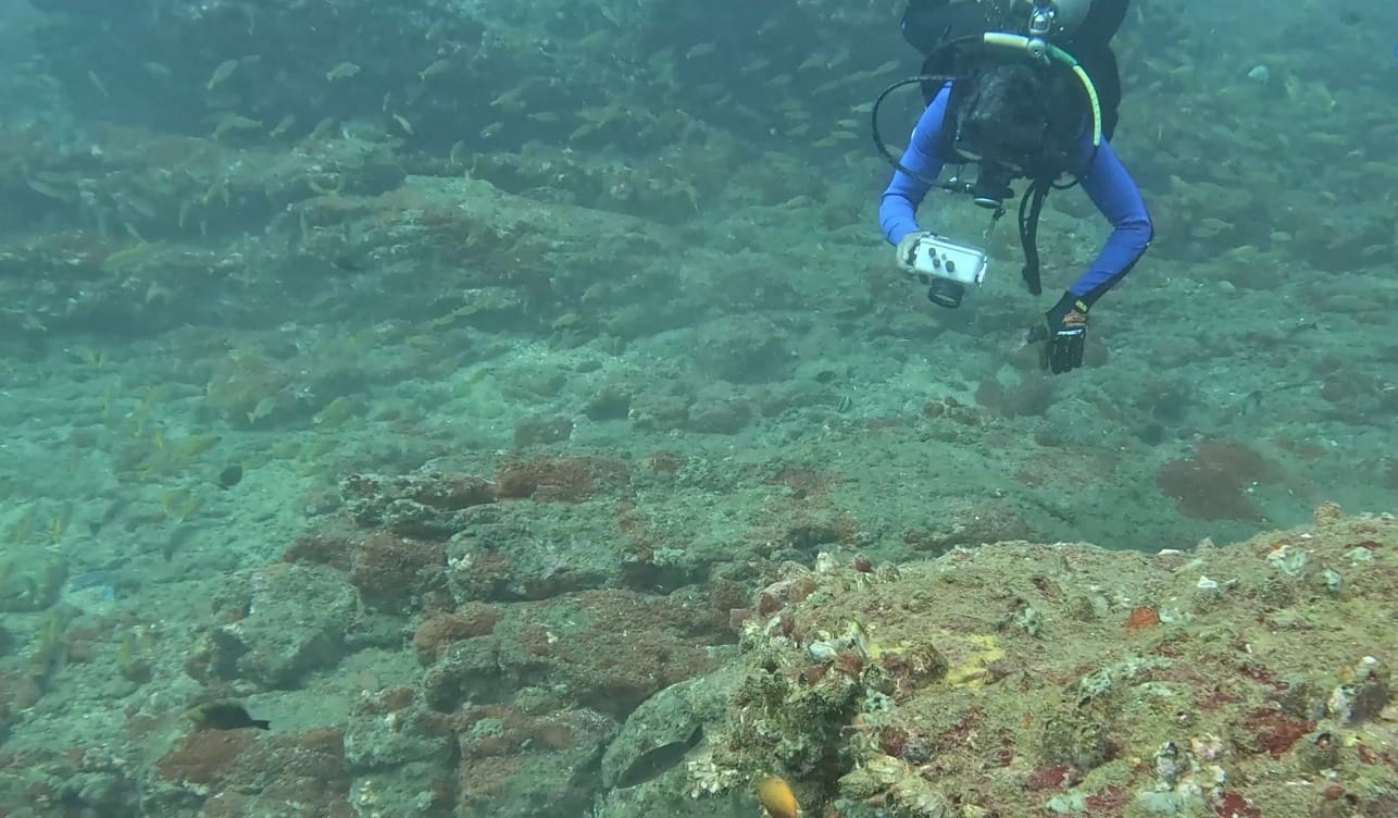 Underwater documentation by Friends of Marine Life and Scuba Cochin | Courtesy: FML