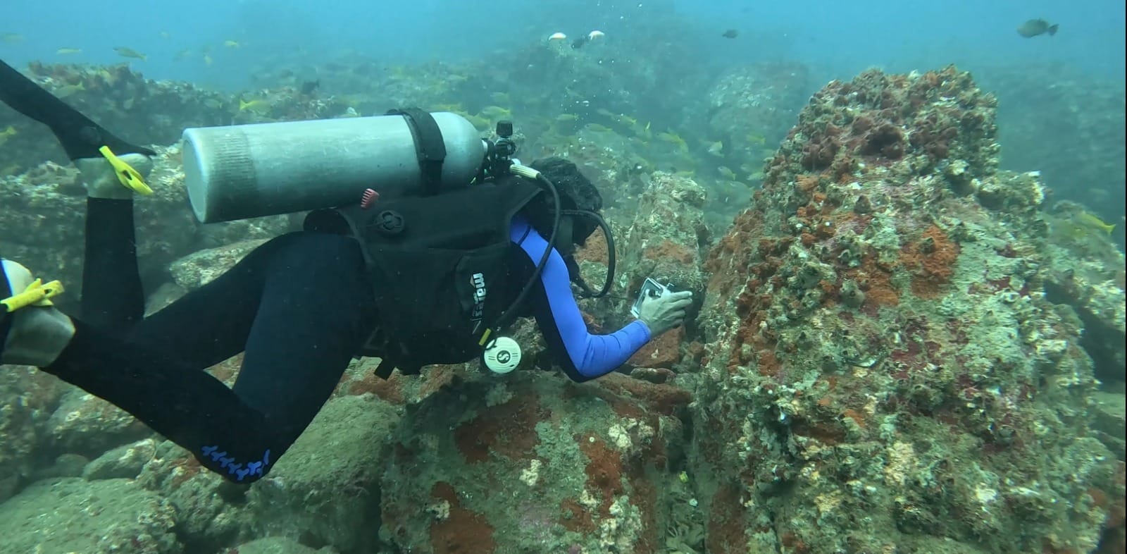 Underwater documentation by Friends of Marine Life and Scuba Cochin | Courtesy: FML
