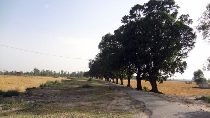 Representational | Village road near Harike, Punjab | Wikimedia Commons