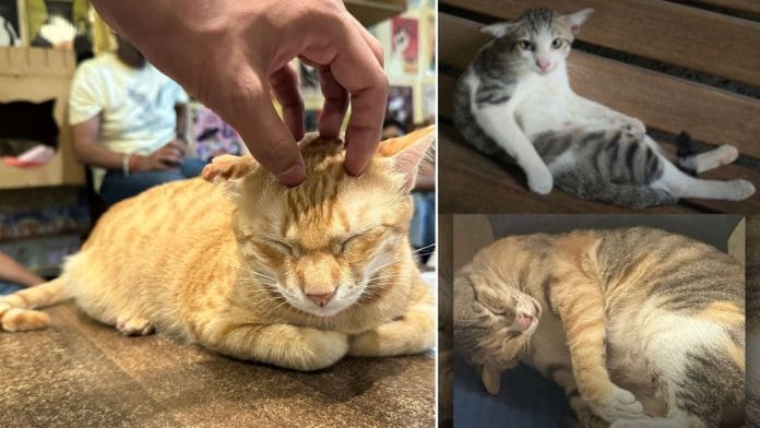 Meowmbai, a website that maps Mumbai's cats, has been designed by 25-year-old Sudarshan Birla, an IIT graduate | Photo: By special arrangement