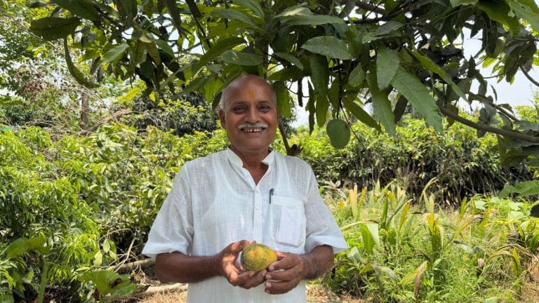 Muzaffarpur’s Mango Man has made a variety heavier than football. He’s not telling how