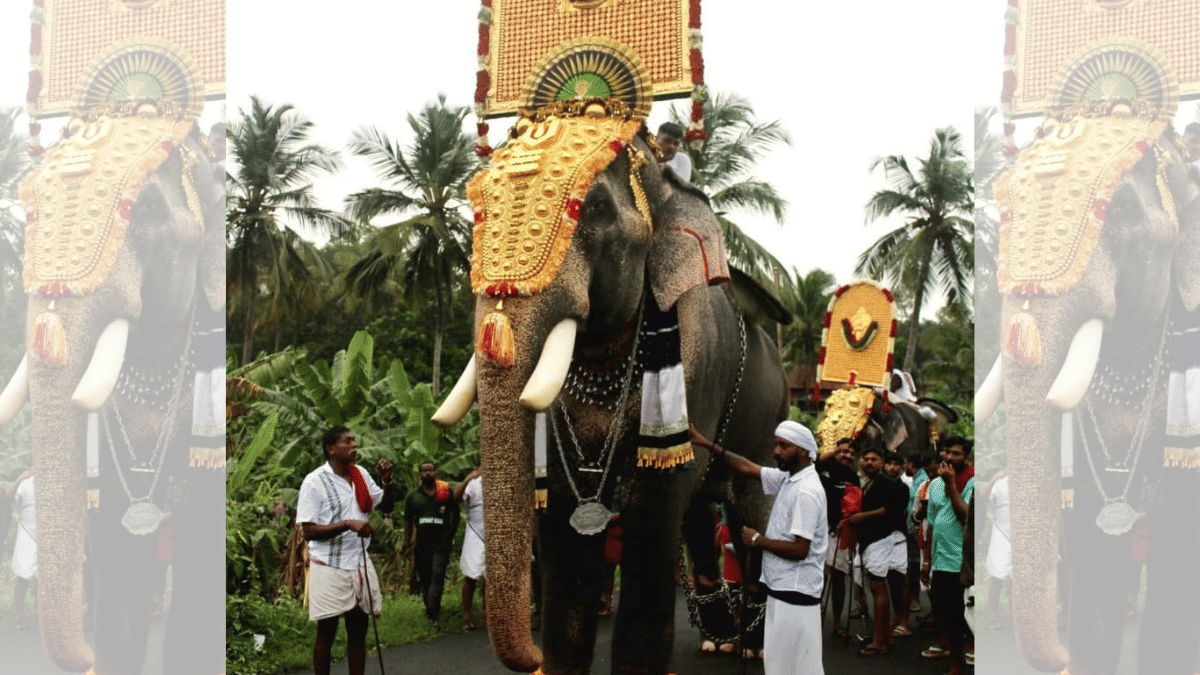 Elephant Raman decked up for a temple festival in Palakkad district of Kerala. | Photo: Hareesh Poomarathil, Facebook/Techikottukavu Ramachandran