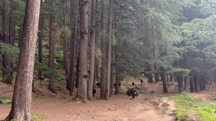 Towering deodar trees surround the Fairy Forest near Pulga village, a stop on the so-called 'Hummus Trail' followed by generations of Israeli backpackers travelling through Himachal Pradesh | Photo: Sakshi Mehra/ThePrint