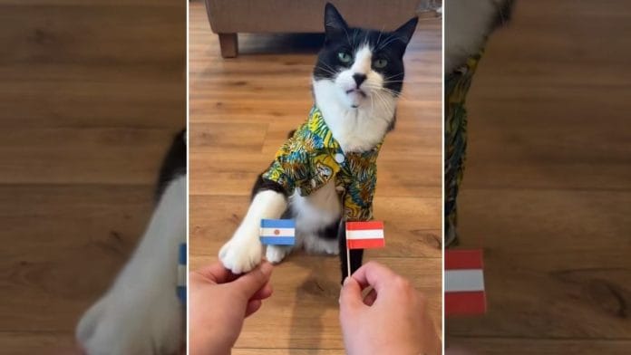 The two-year-old cat Billy heartnose correctly predicted Argentina's win over Austria in the FIFA World Cup | @billy_heartnose, Instagram