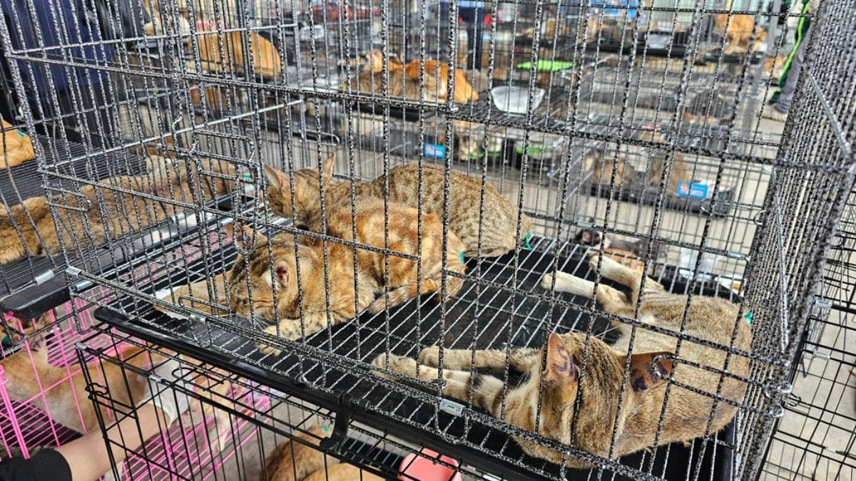 Vietnam’s cat-theft ring is now busted. 400 felines are saved from becoming food