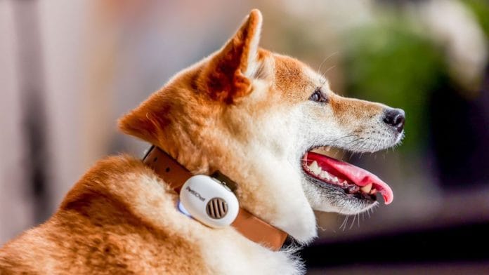 A dog wearing the Pettichat collar. | pettichat.com