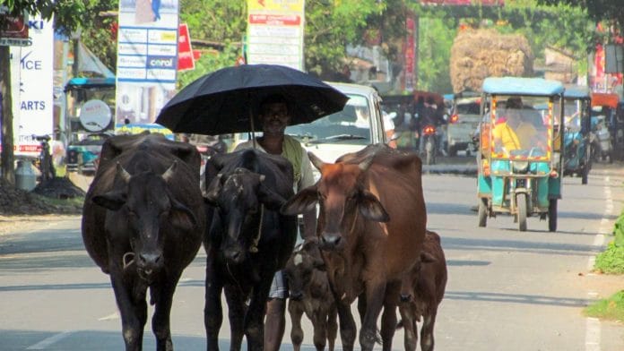 The study saw that cows across ages and regions in the US reacted to heat in a similar manner. | Representational image | ANI