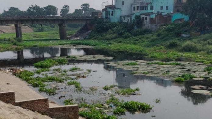 A patch of prickly water lilies in Kamla river near the check dam site. | Photo: Special arrangement