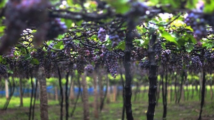 Grape farm