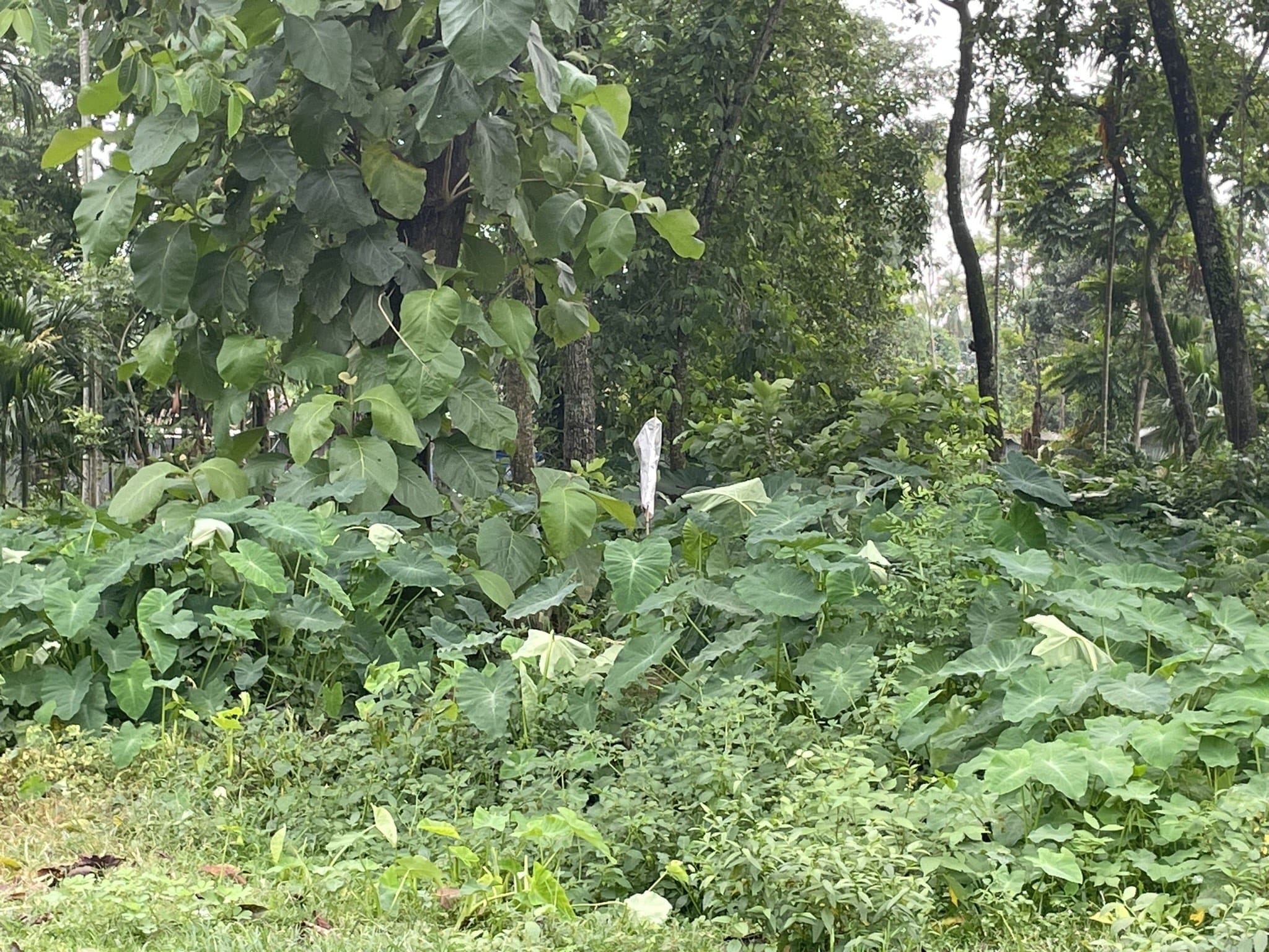 फेंसिंग के लिए चिन्हित जमीन पर लगा सफेद झंडा | फोटो: अलीशा दत्ता/दिप्रिंट