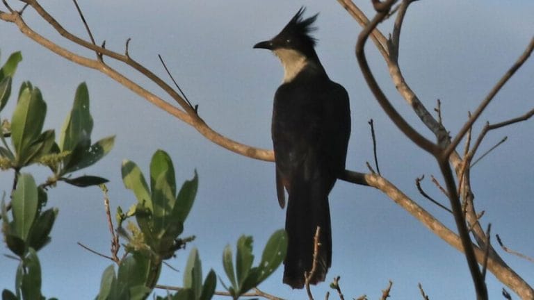 Jacobin cuckoo brings monsoon to North India. It’s Kalidasa’s chatak