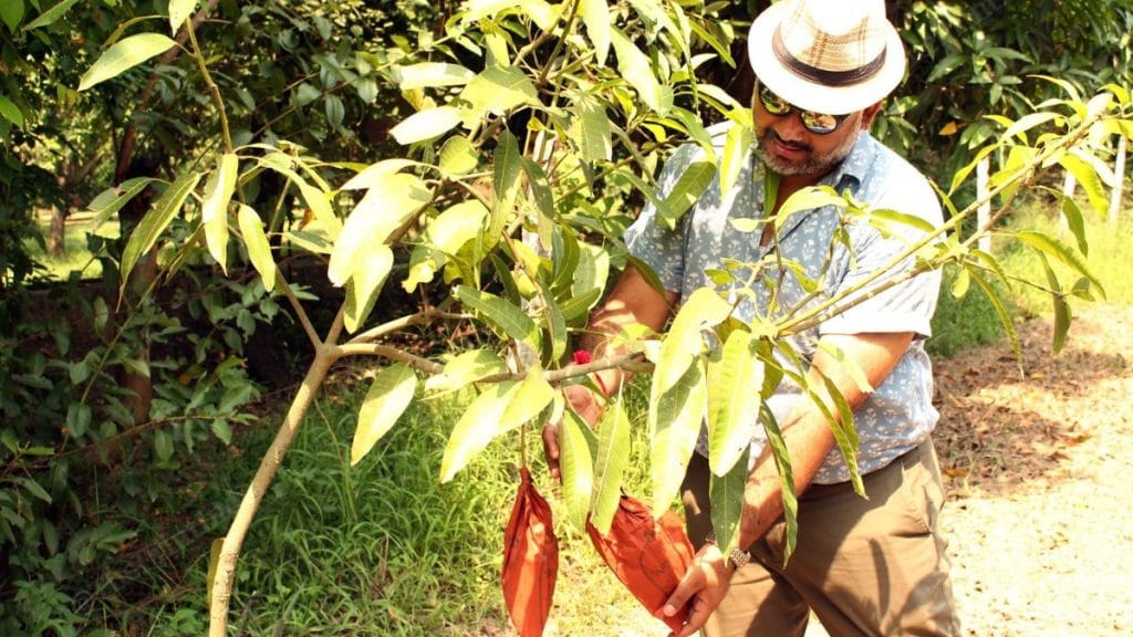 Madhvendra Deo Singh checking a mango at his orchard in Malihabad | Saman Husain, ThePrint