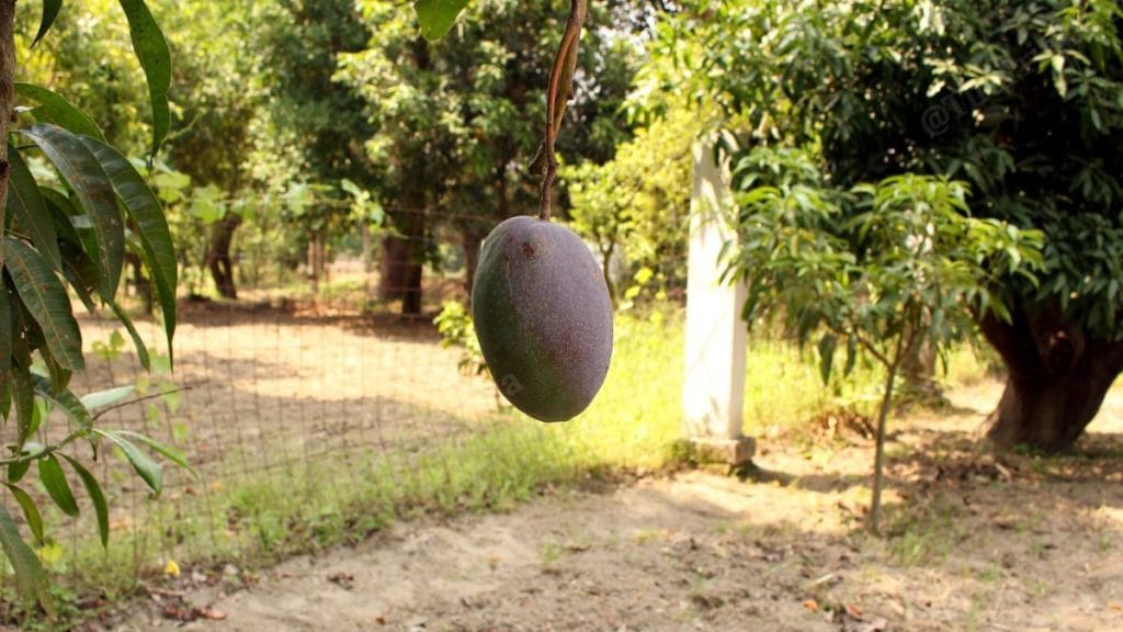 The Japanese Miyazaki mango at Madhvendra Deo Singh’s orchard | Saman Husain, ThePrint