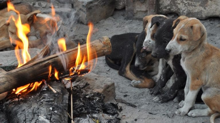 Rare animal cruelty conviction illustrates an Assam cop’s dogged pursuit, and India’s toothless Rs 50 law