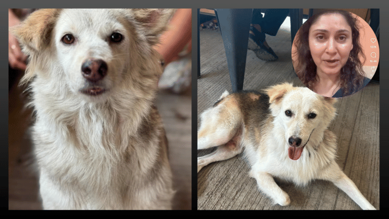 ‘Thrashed, bagged & dumped’: Mumbai society dog’s suspected killing sparks outrage, police probe