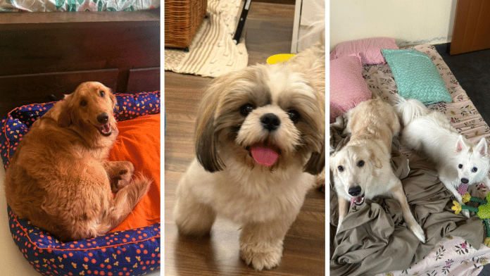 Some of the rescued dogs after being rehabilitated in their new homes. | Source: PETA