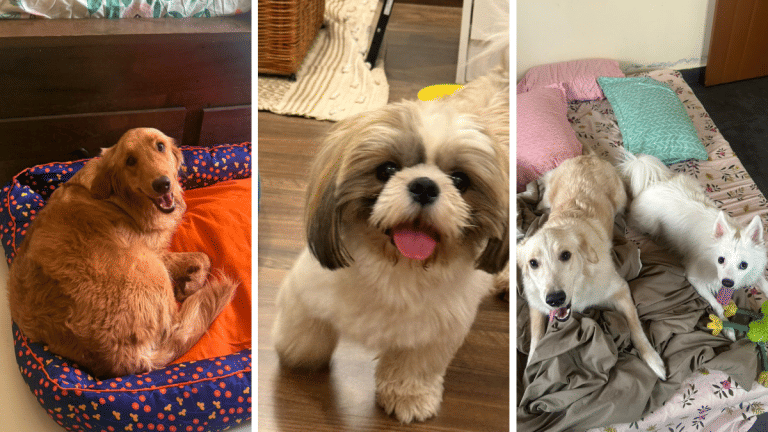 A magistrate ordered 9 abused dogs to be returned to owner. Then Karnataka HC came to the rescue