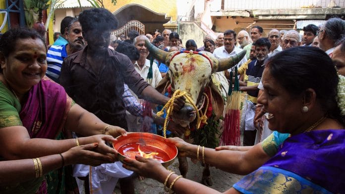 Chennai, Jan 15 (ANI): People worship a cow and decorate it with garlands as part of the rituals of 'Mattu Pongal' before beginning the procession around the Goh Samrakshana Sala, in West Mambalam in Chennai on Wednesday. (ANI Photo)