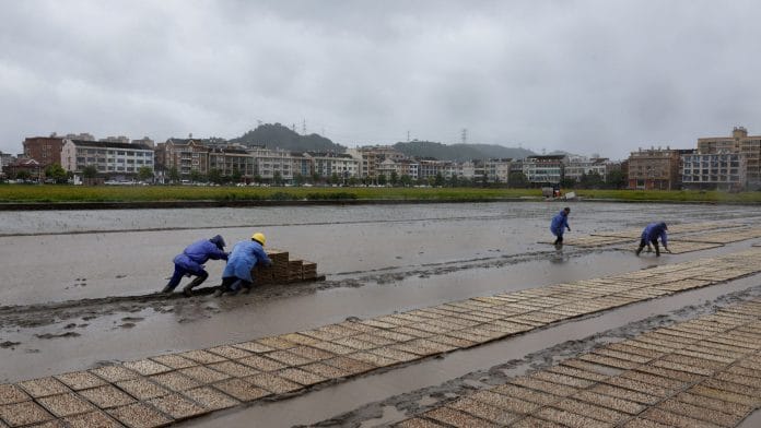Farmers place trays of rice seedlings in a rice field as wind and rain intensify ahead of the arrival of Typhoon Bavi in Wenzhou, Zhejiang province, China July 11, 2026. | Go Nakamura /REUTERS