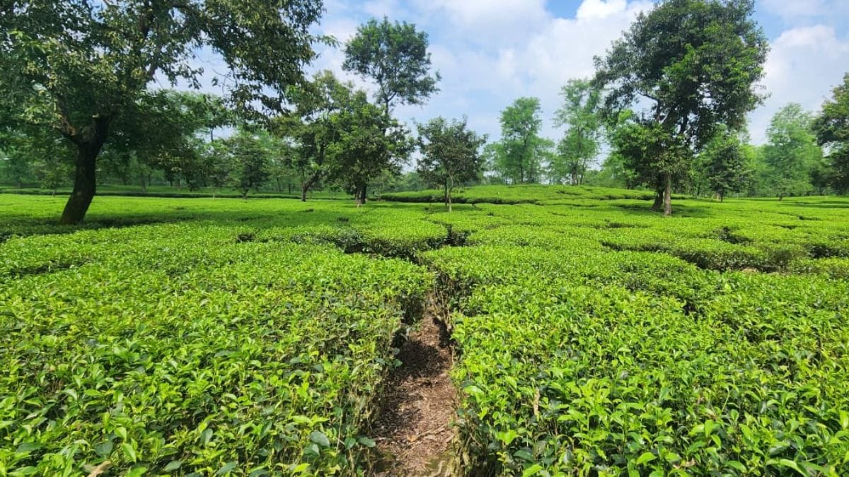 Sparsh Agarwal and Shrey Agarwal’s 300-acre tea estate in Darjeeling | Photo by special arrangement