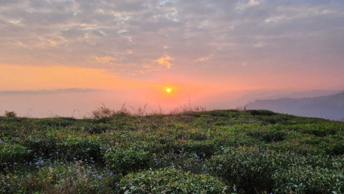 AltCarbon startup tea estate