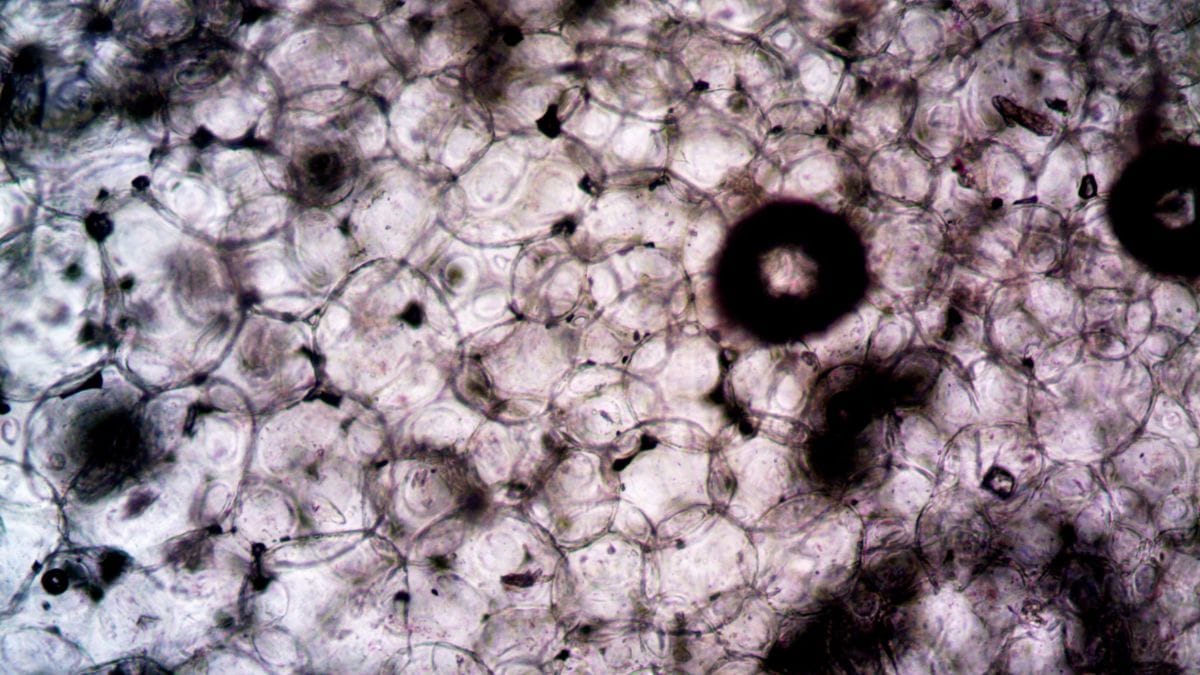 New imaging technique lets scientists peek into invisible cell activity