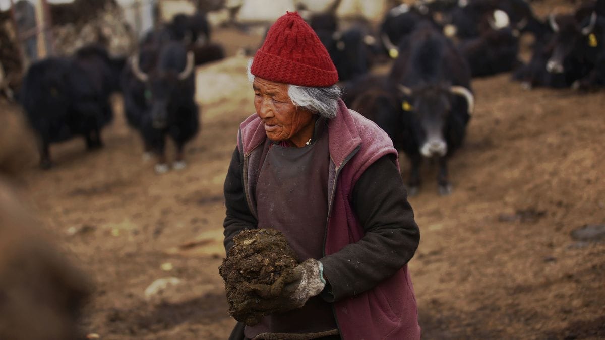 Thenlay Nurboo's mother carries yak dung which will be dried and used as fuel | Manisha Mondal, ThePrint