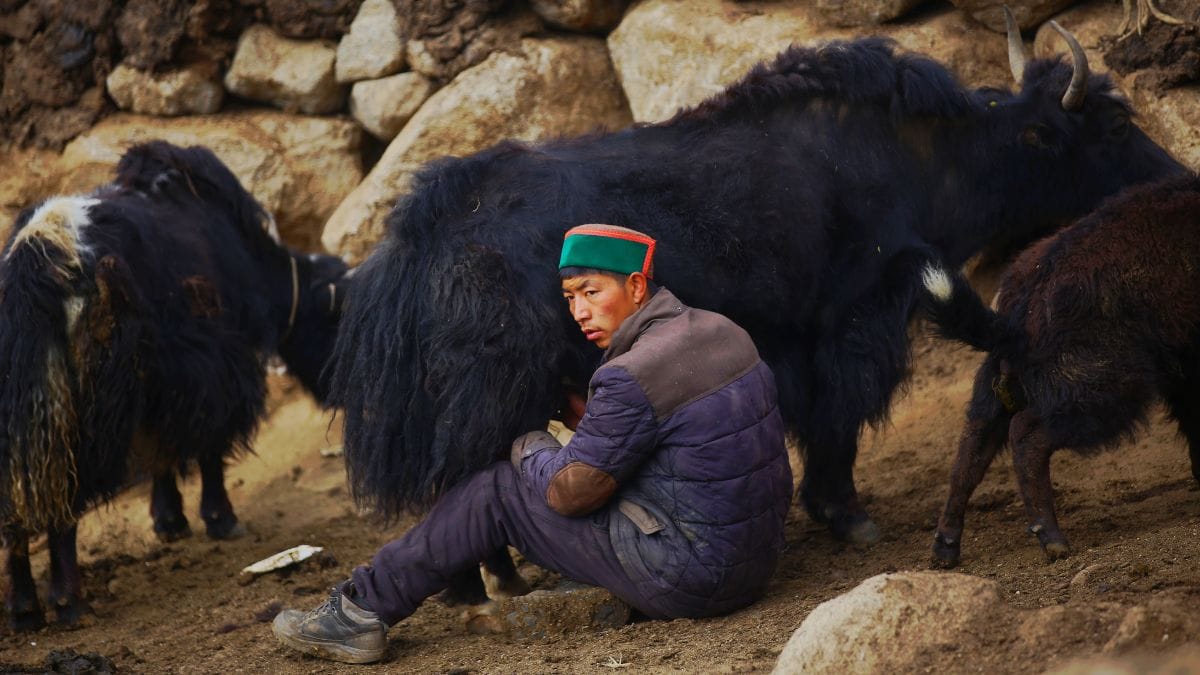 Thenlay Nubroo's nephew milks a yak | Manisha Mondal, ThePrint