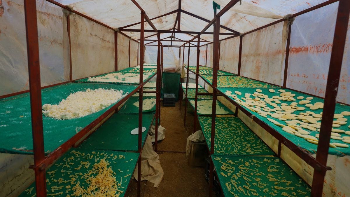 The Nubroo family uses a small greenhouse-like room made with plastic sheets, where the cheese is placed on racks to dry | Manisha Mondal, ThePrint