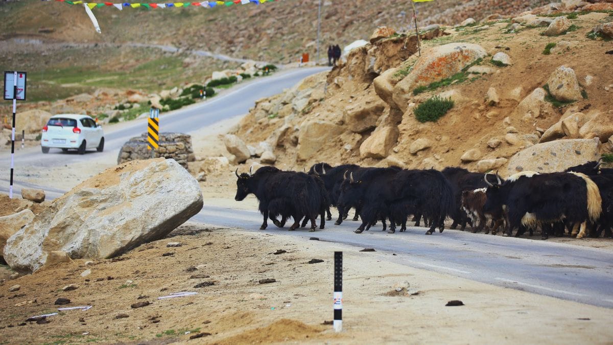 Yaks cross the roads in Changthang Valley, Ladakh | Manisha Mondal, ThePrint