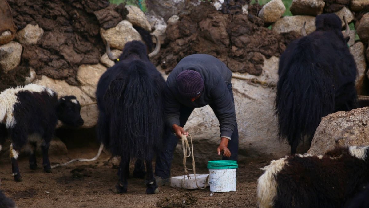 Thenlay Nubroo prepares before milking a yak | Manisha Mondal, ThePrint